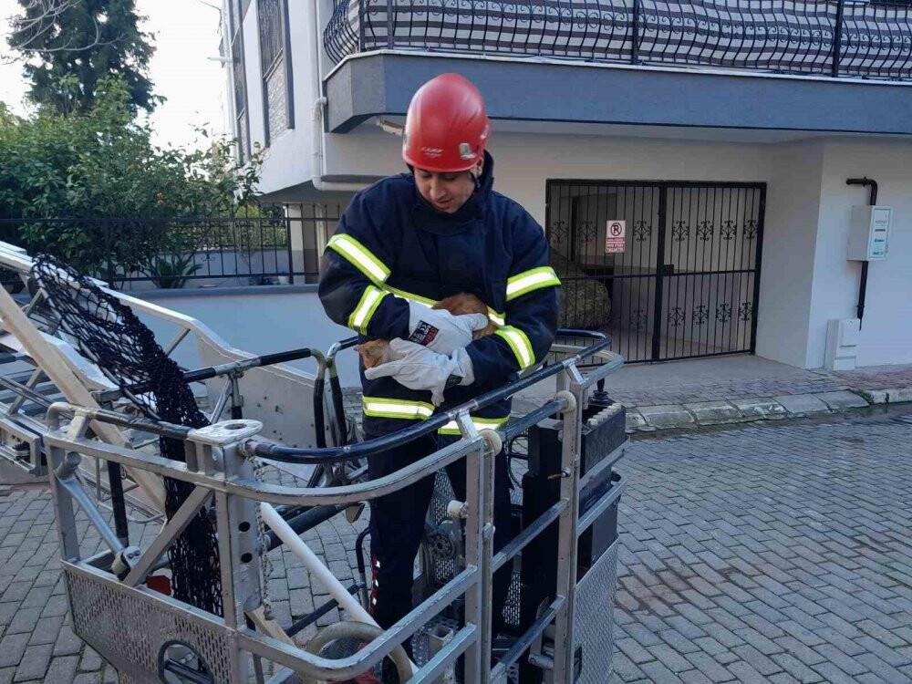 Ağaçta mahsur kalan kedinin imdadına itfaiye  yetişti