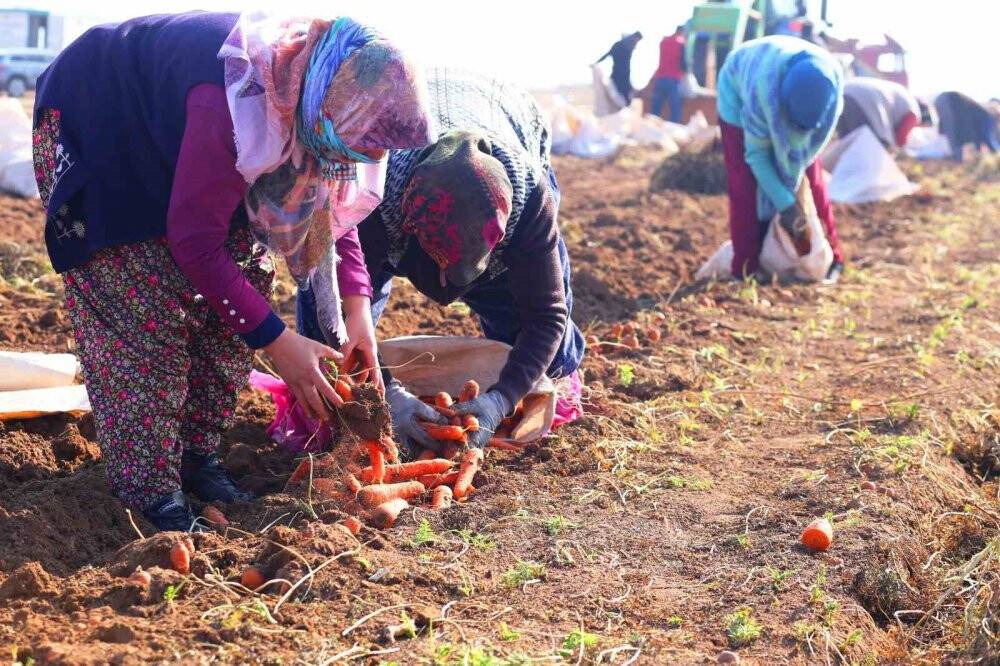 Havuç diyarı Konya'da elle söküm başladı!