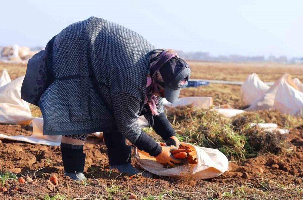 Havuç diyarı Konya'da elle söküm başladı!