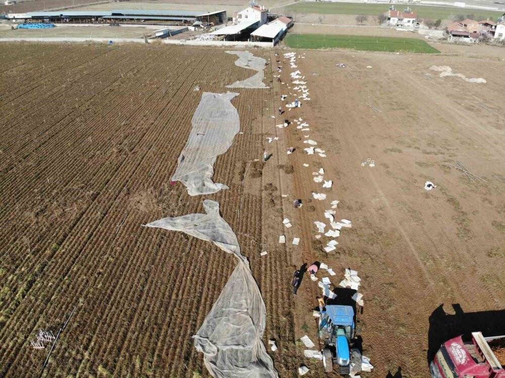 Havuç diyarı Konya'da elle söküm başladı!