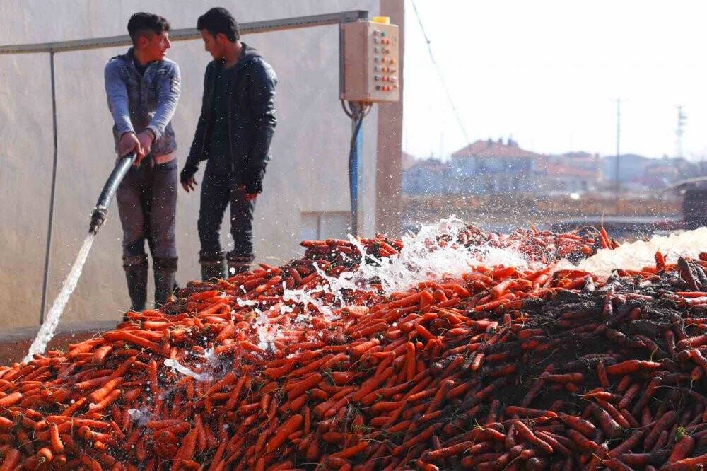 Havuç diyarı Konya'da elle söküm başladı!