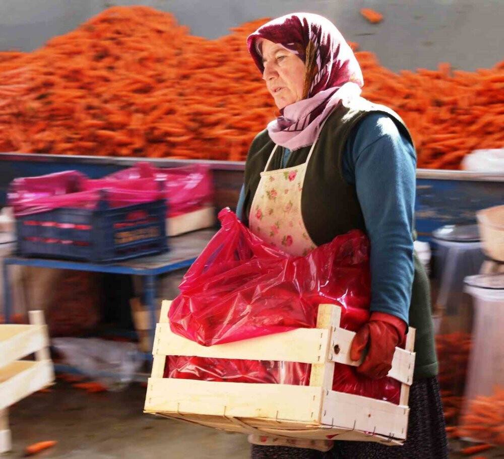 Havuç diyarı Konya'da elle söküm başladı!