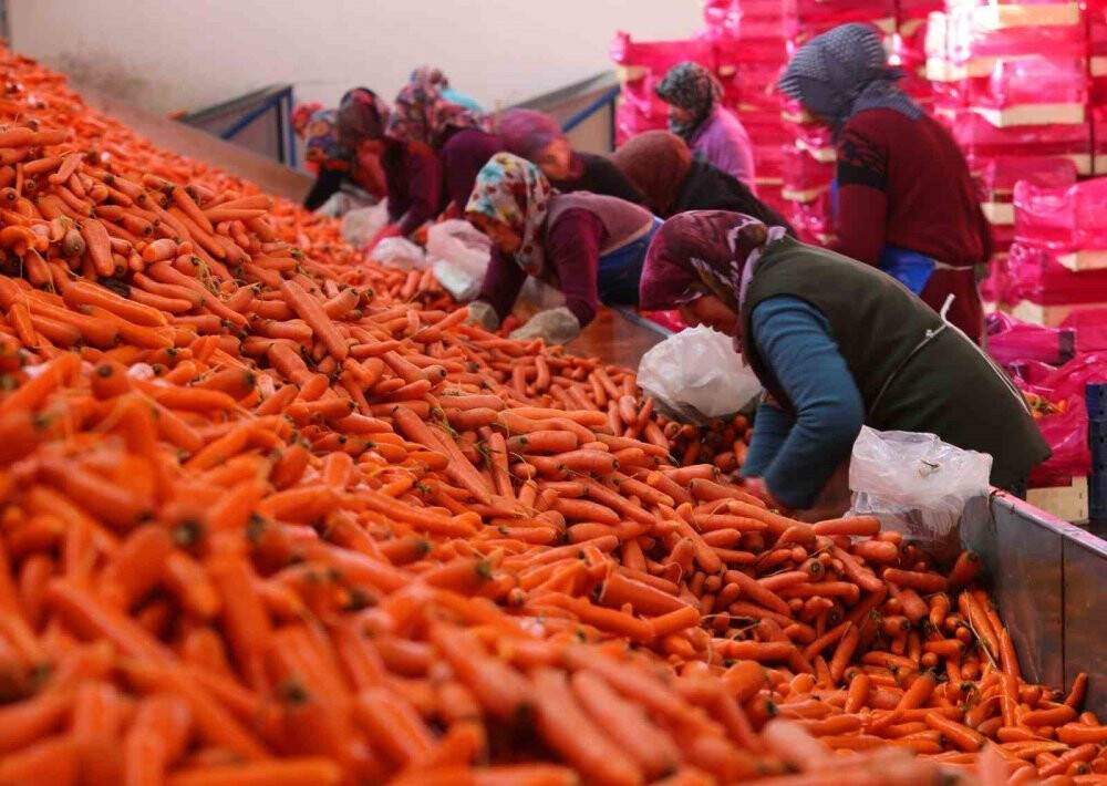 Havuç diyarı Konya'da elle söküm başladı!