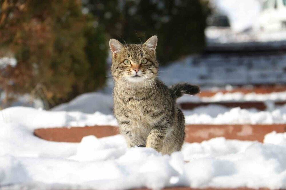 Kapalı yol haberlerine sevindiler