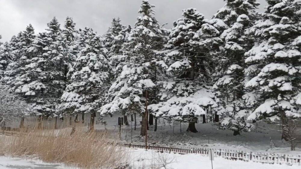 Bolu’nun incisi buz tuttu