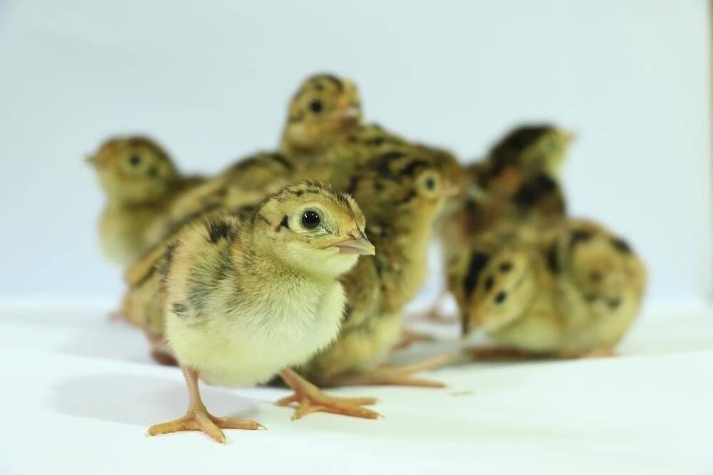 Son 2 yılda 30 bin sülün bırakıldı