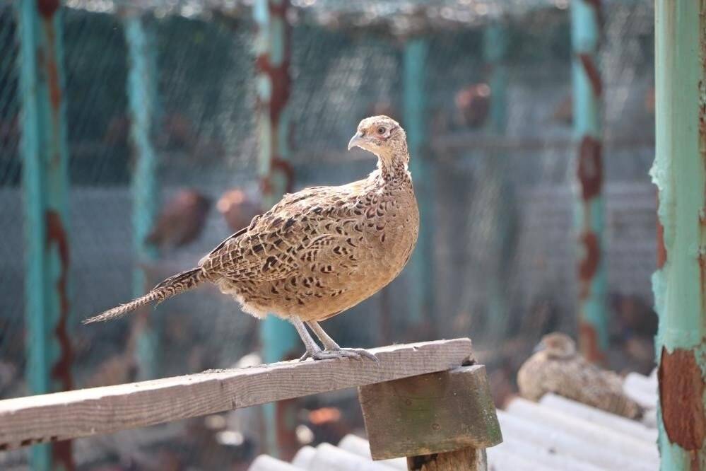 Son 2 yılda 30 bin sülün bırakıldı