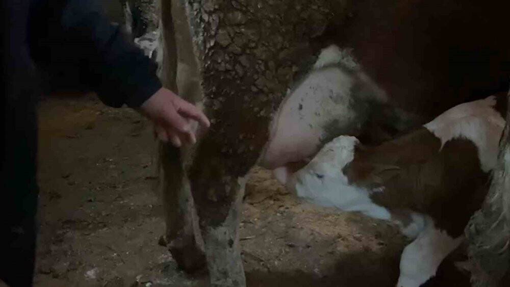 15 gün erken doğan buzağılara "Deprem '' ismini verdi