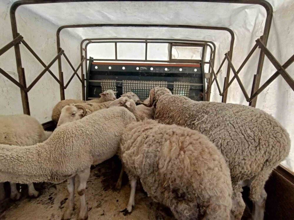 Çobanlar deprem bölgesine 40 koyun bağışladı