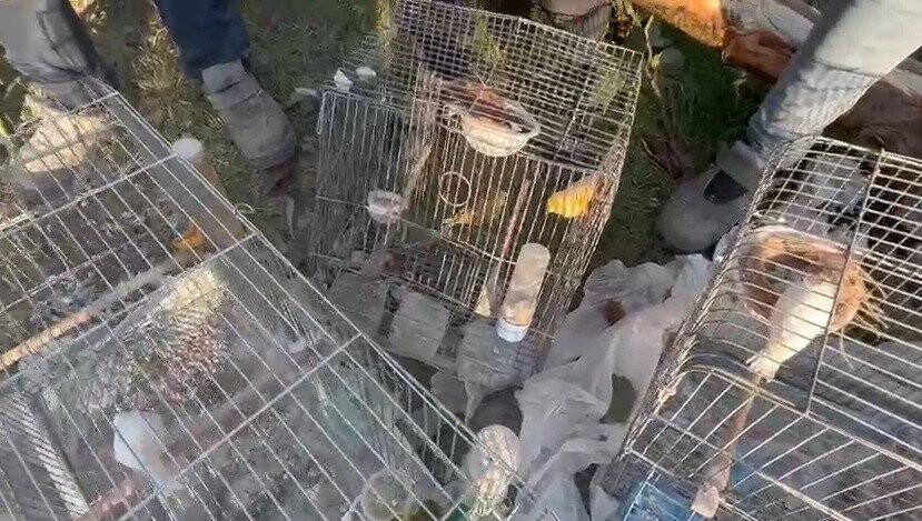 Enkaz altından 6 kafes kanarya çıkardılar