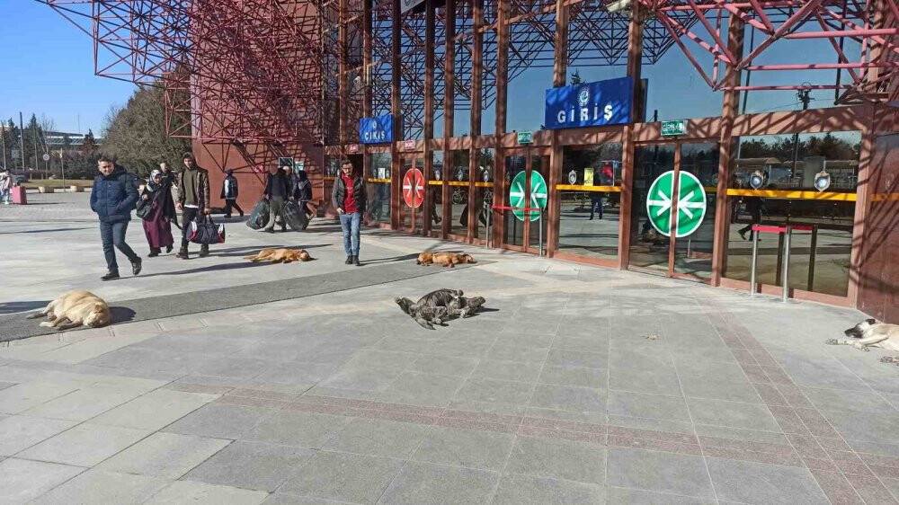 Sevimli dostların güneş keyfi