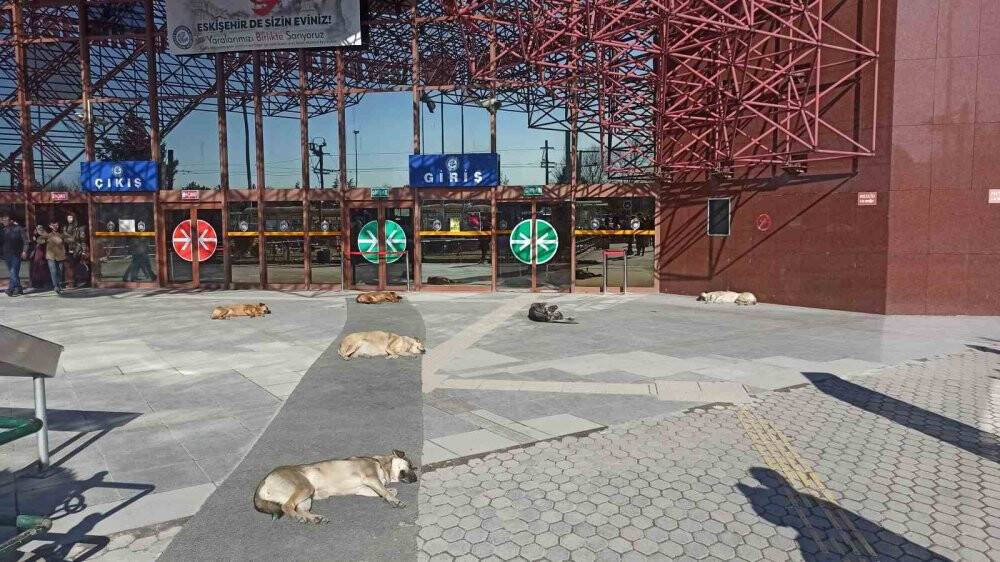 Sevimli dostların güneş keyfi gülümsetti