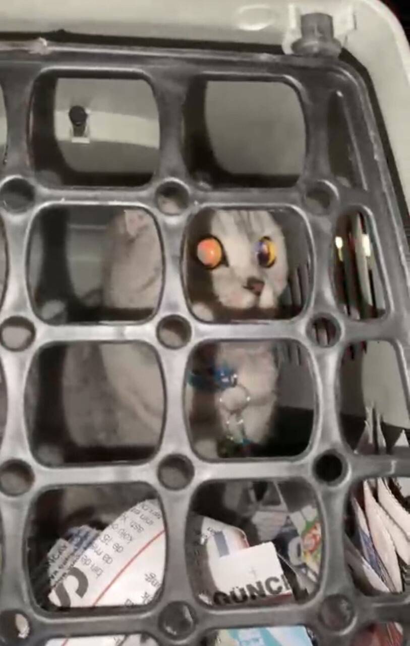 Konya itfaiyesi 11. günde dilsiz canı kurtardı