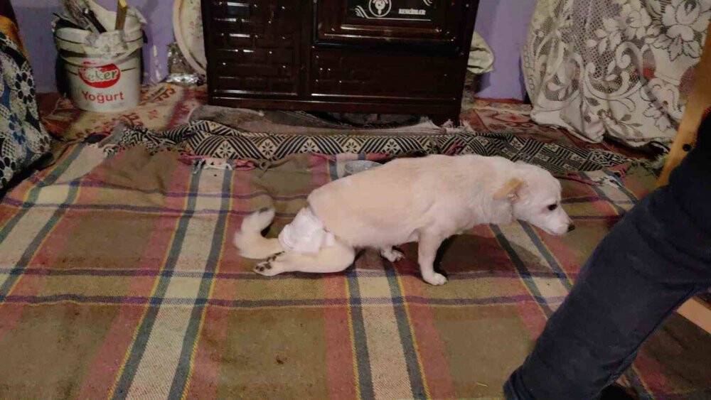 Engelli köpeği yaptığı düzenekle hayata bağladı