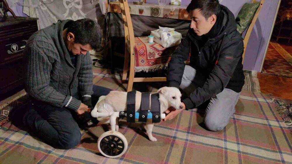 Engelli köpeği yaptığı düzenekle hayata bağladı