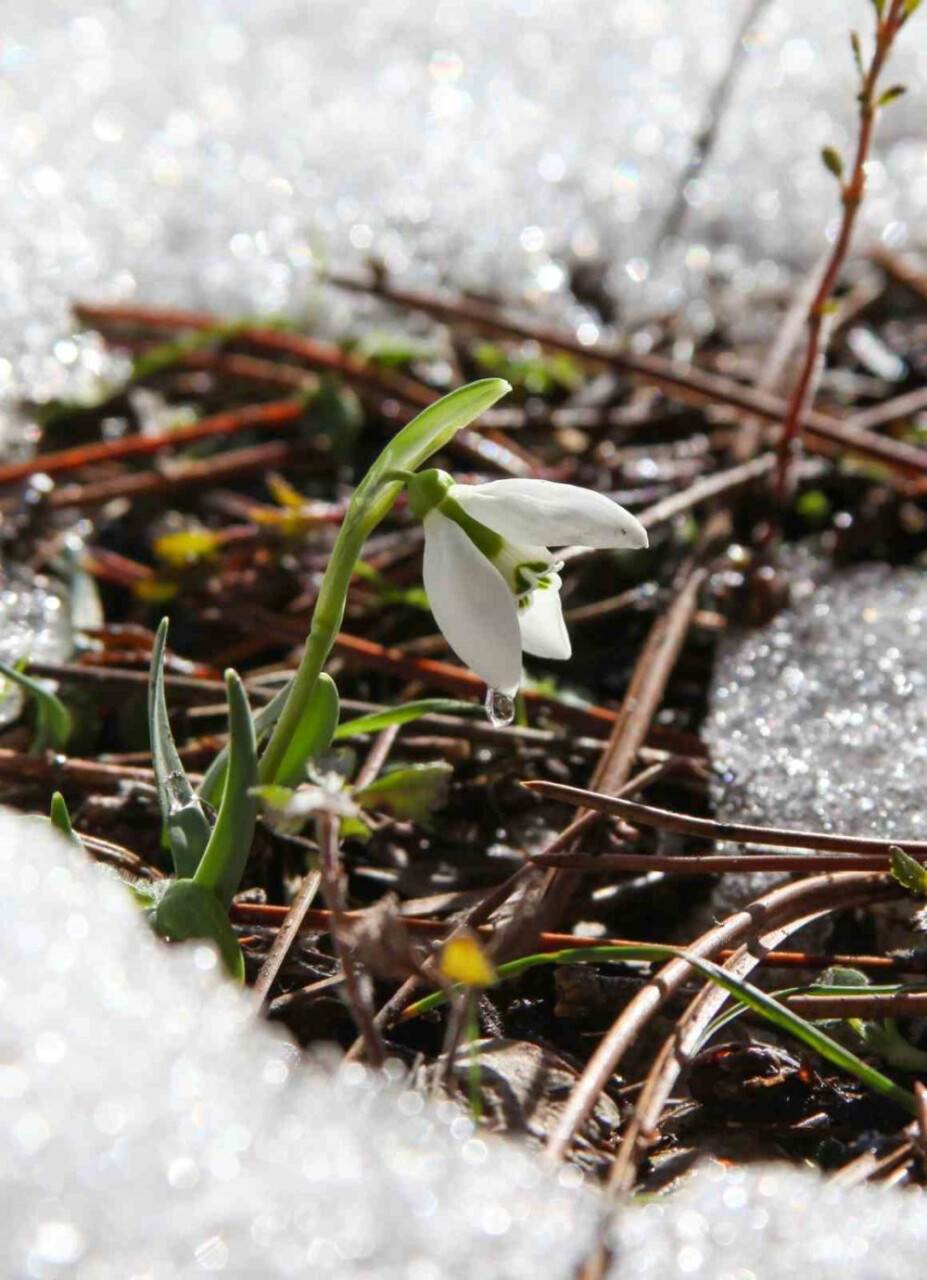 Bu çiçeği koparmanın cezası 244 bin 315 TL