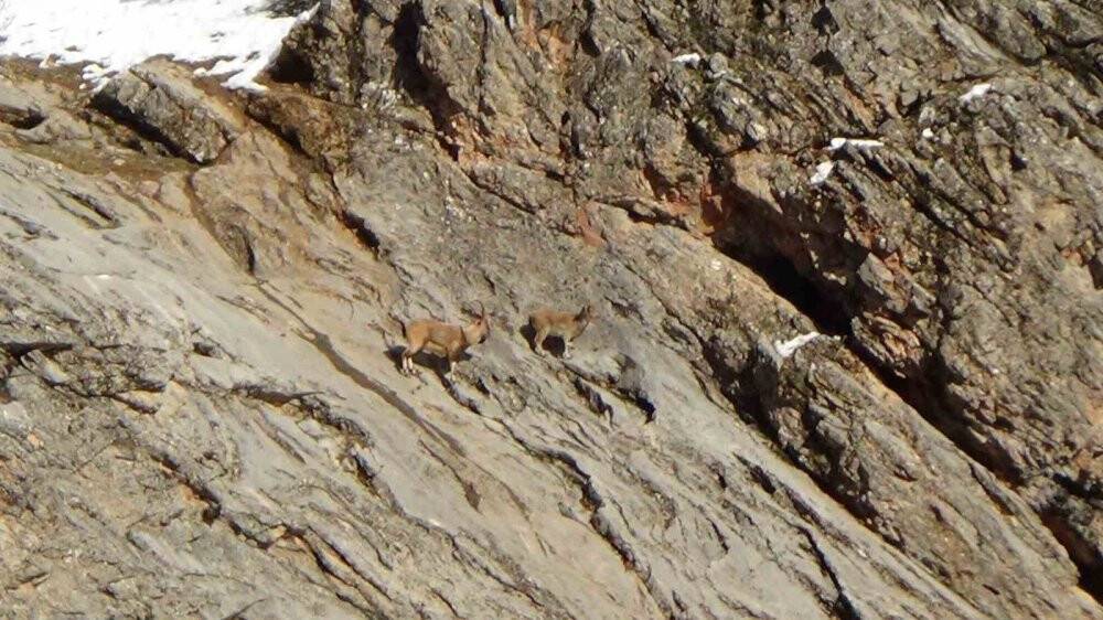 Avcılık durduruldu, dağ keçileri rahatça gezmeye başladı