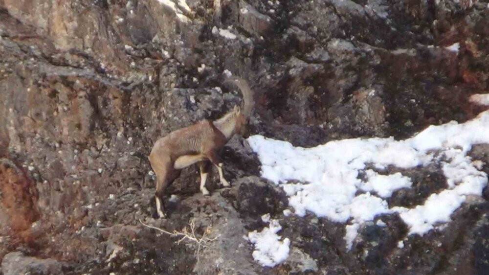 Avcılık durduruldu, dağ keçileri rahatça gezmeye başladı