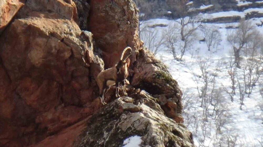 Avcılık durduruldu, dağ keçileri rahatça gezmeye başladı