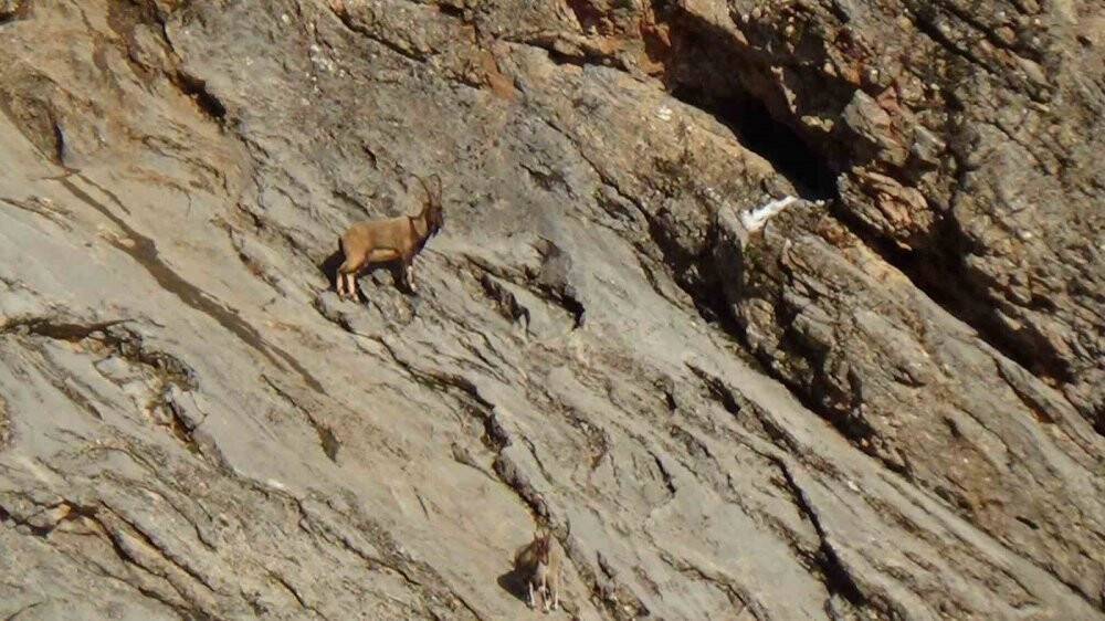 Avcılık durduruldu, dağ keçileri rahatça gezmeye başladı