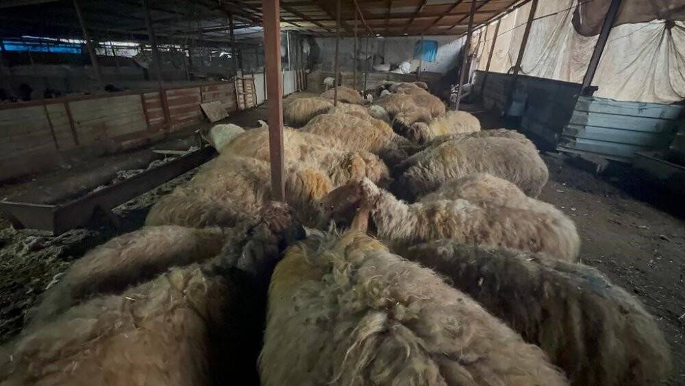 Konya'nın gönderdiği 10 tır besi ve süt yemi deprem bölgesine can suyu oldu