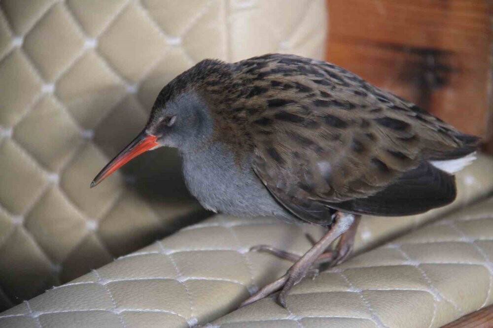 Çulluk kuşuna balıkçılar sahip çıktı