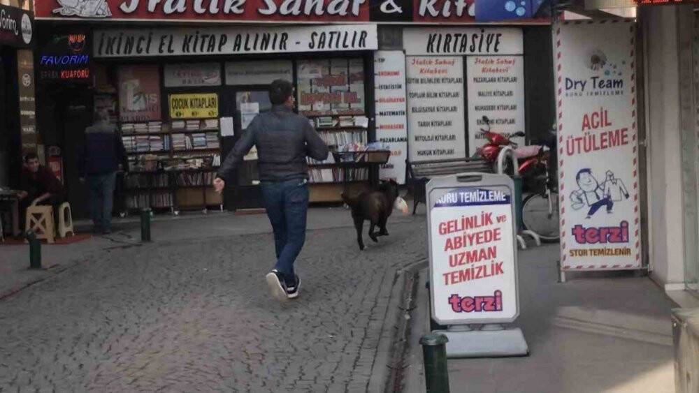 Sokak köpeği oyuncak çaldı