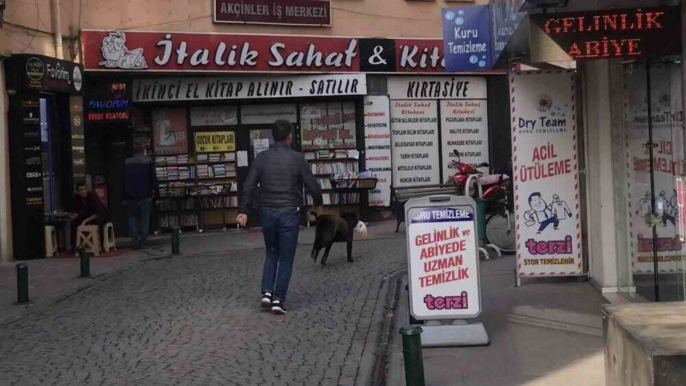 Sokak köpeği oyuncak çaldı