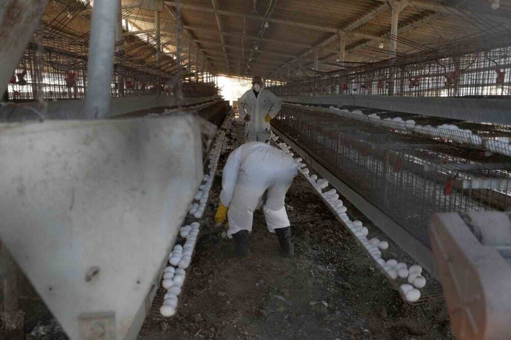 2 ilde kuş gribi alarmı