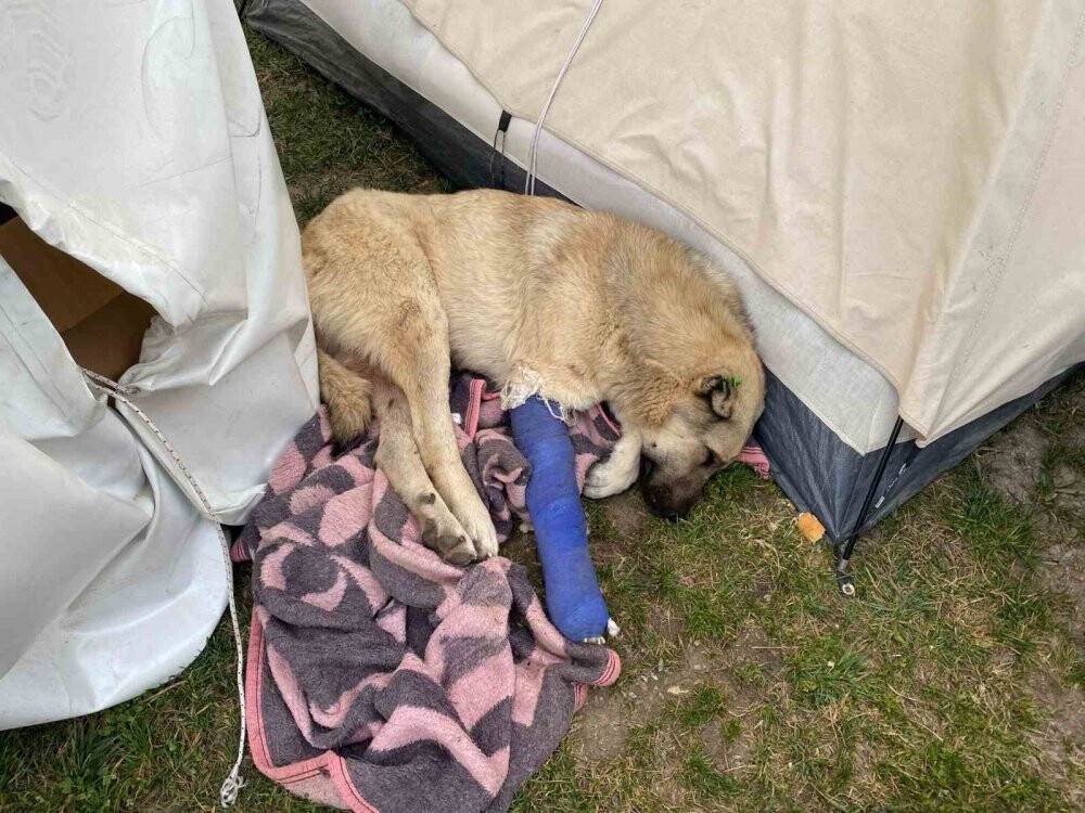 Gönüllü olarak gitti onlarca dilsiz canı kurtardı