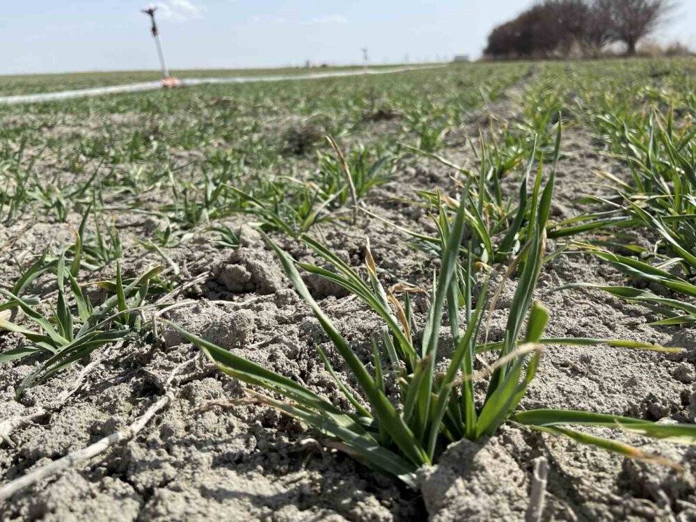 Konya'da yağış oranındaki düşüş rekolteye nasıl yansıyacak?