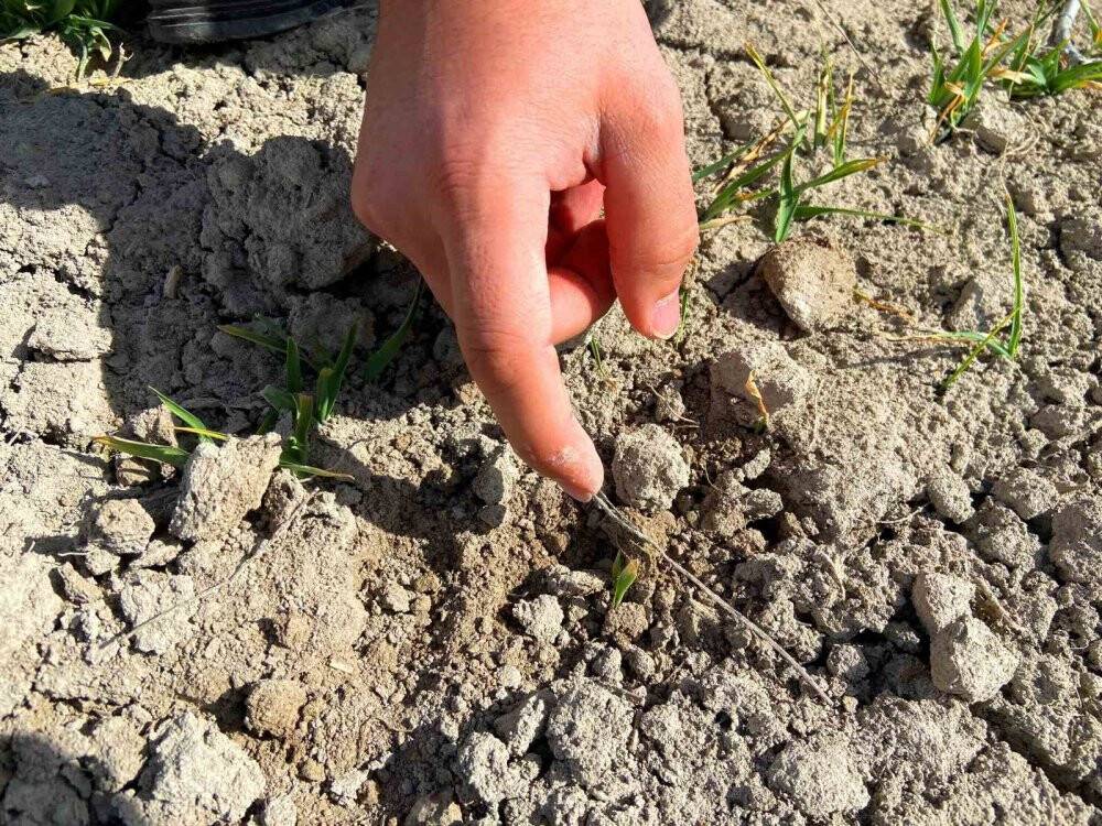 Konya'da yağış oranındaki düşüş rekolteye nasıl yansıyacak?