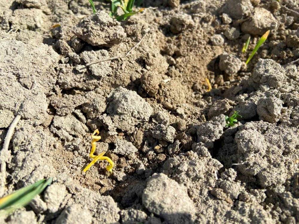 Konya'da yağış oranındaki düşüş rekolteye nasıl yansıyacak?