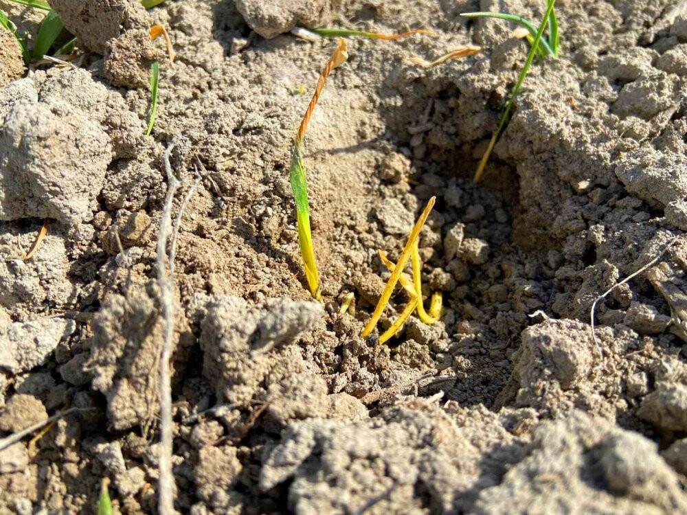 Konya'da yağış oranındaki düşüş rekolteye nasıl yansıyacak?