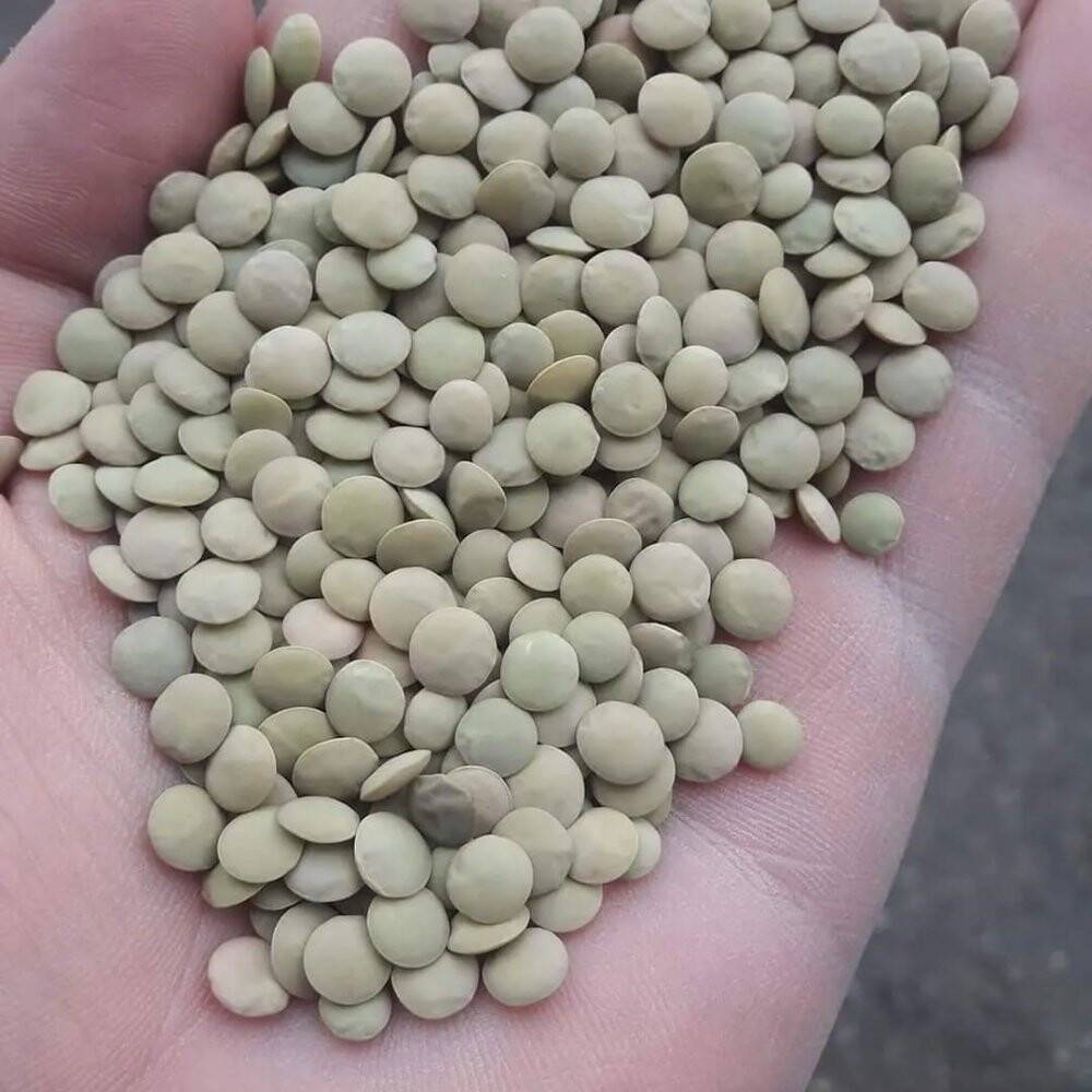 Kulu’da baklagil fideleri toprakla buluştu