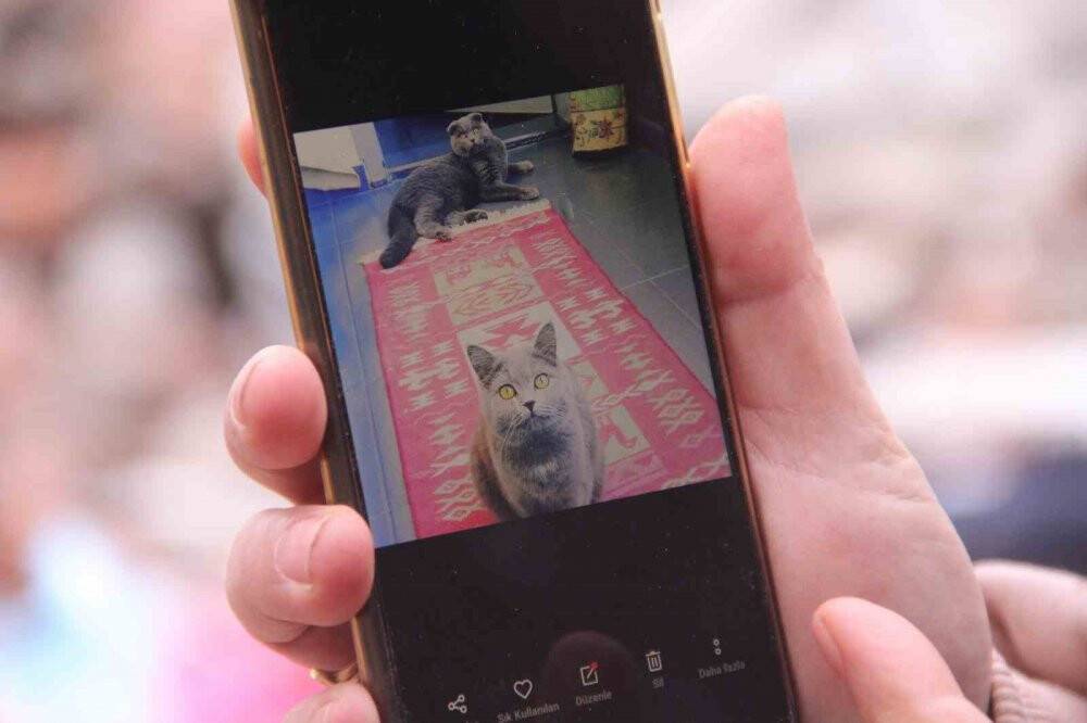 Evleri yıkıldı, enkaz başında gece gündüz kedilerini arıyor