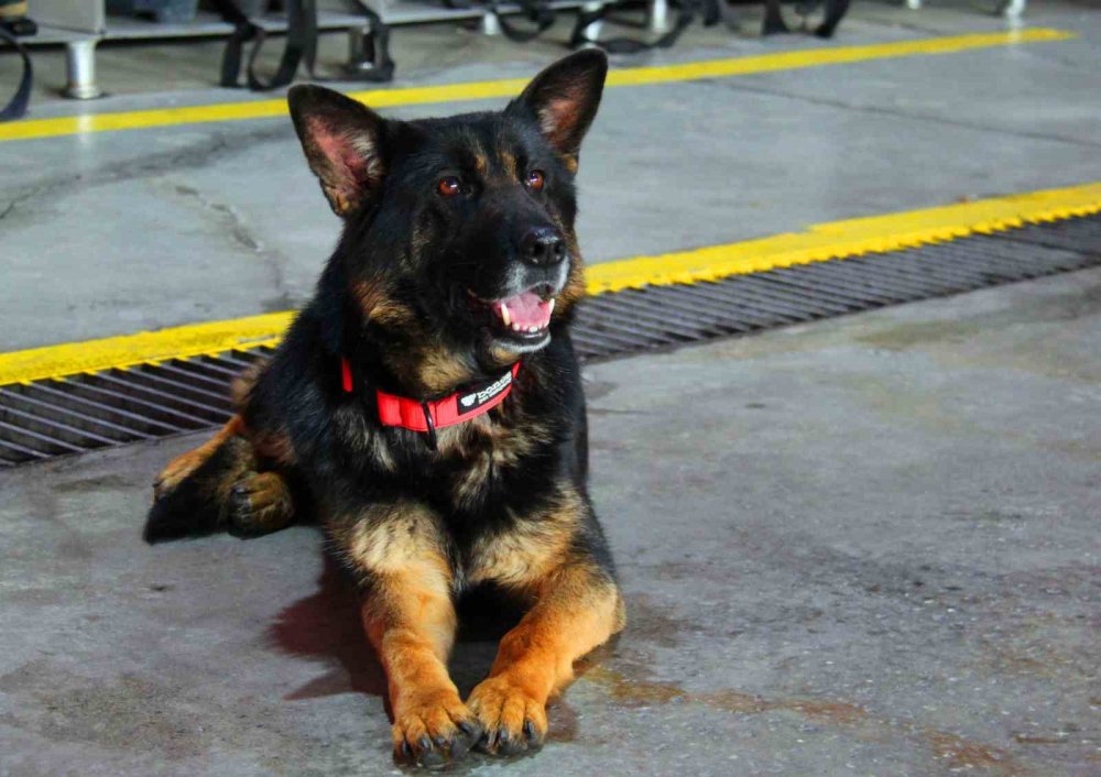 Konya İtfaiyesi'nin eğittiği arama kurtarma köpekleri 18 kişinin hayatına dokundu