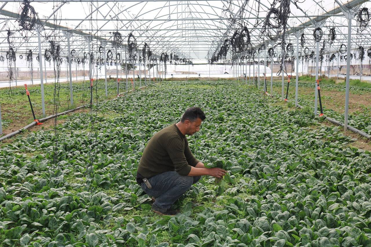 aa-20230308-30513204-30513202-kirsehirde-devlet-destegiyle-kurdugu-serada-12-ay-boyunca-sebze-uretiyor.jpg