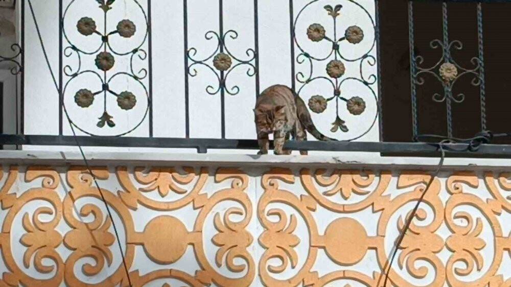 Hasarlı binadan kurtarılacaktı, atlayarak kaçtı