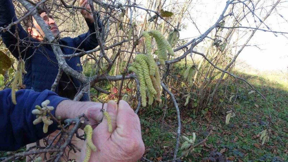 Uzmanlar fındıkta geç donlanmaya karşı üreticileri uyardı