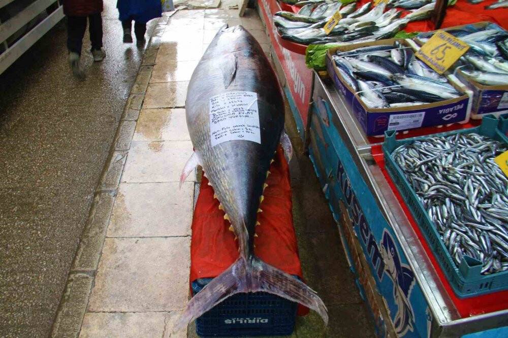 Tam 164 kilo! Görenler cep telefonlarına sarıldı