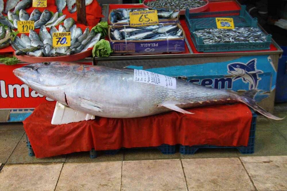 Tam 164 kilo! Görenler cep telefonlarına sarıldı