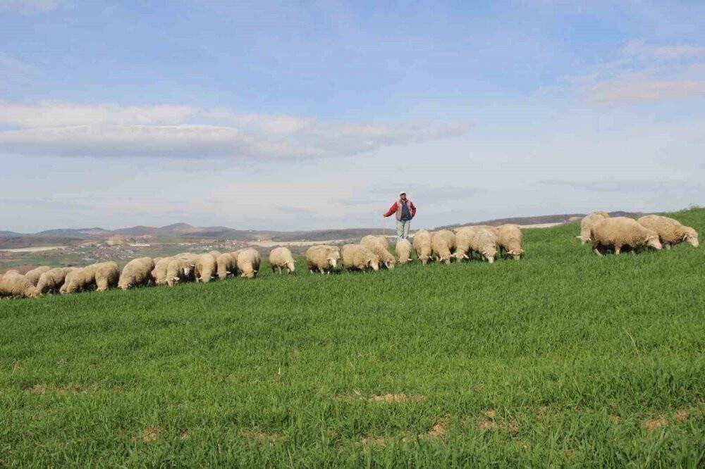 55 yaşında çobanlık yapmaya başladı