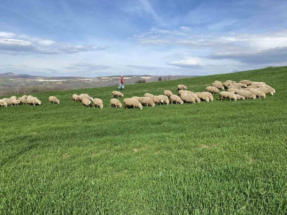 55 yaşında çobanlık yapmaya başladı