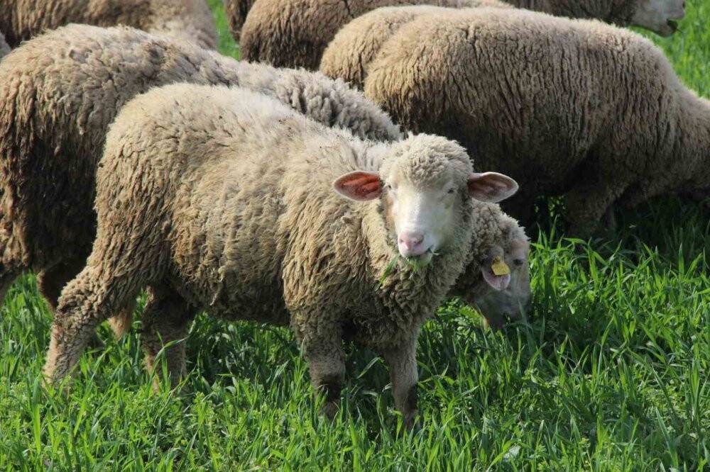 55 yaşında çobanlık yapmaya başladı