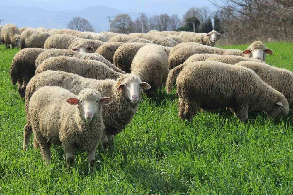 55 yaşında çobanlık yapmaya başladı