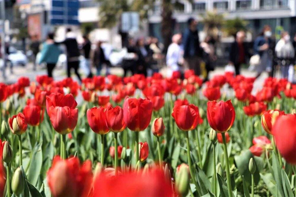 675 bin çiçek dikilecek