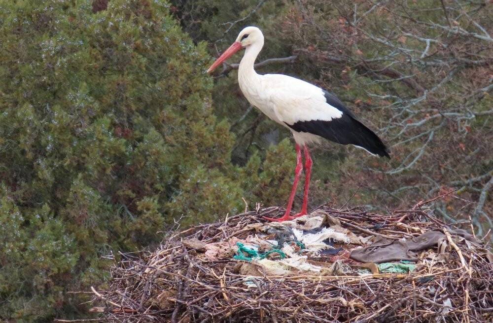 Baharın müjdecileri leylekler vadisine gelmeye başladı