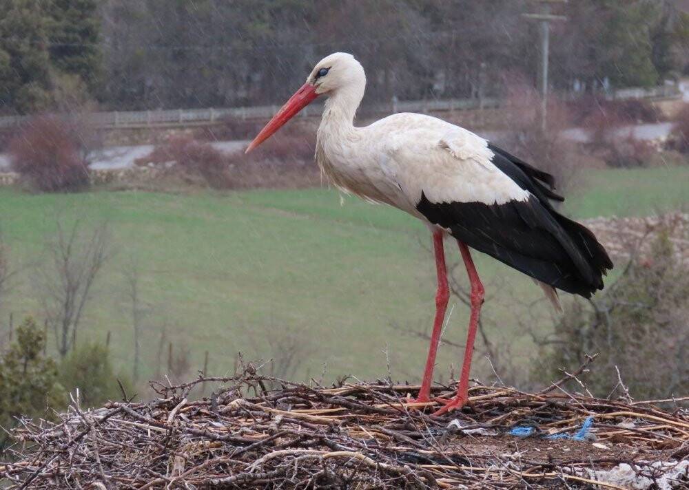 Baharın müjdecileri leylekler vadisine gelmeye başladı