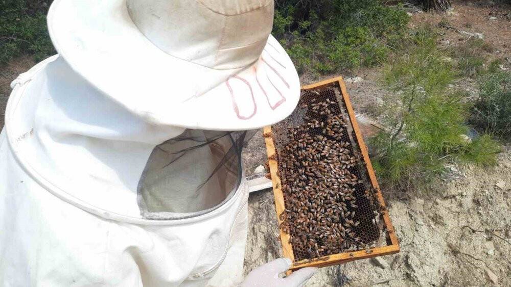 Konyalı arıcıların Toroslarda zorlu mesaisi